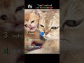 Top 5 Cutiest Cats Ever 😻✨ | You Won’t Stop Smiling! #cat #cute #funnyvideos #valentinesday