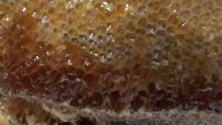 0 ZXC 1 02357 HONEY FROM GABS HIVE 8