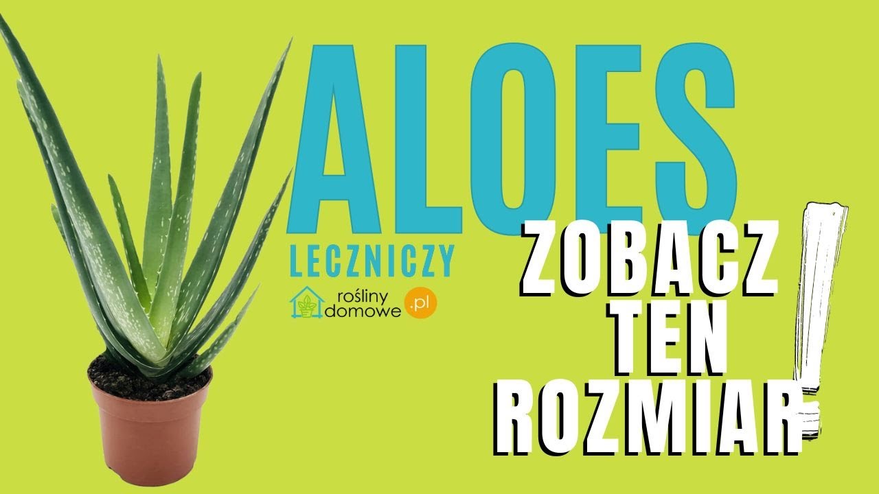 Aloes leczniczy  Aloe vera
