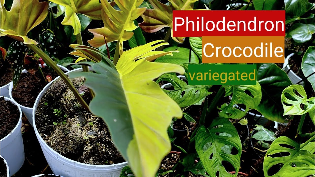 philodendron Golden crocodile (Variegated)