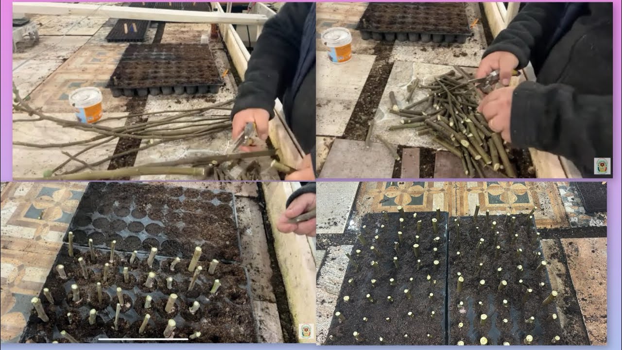 SMOCHINI DE IARNĂ - ÎNCERCARE DE BUTĂȘIRE