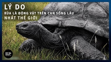 Lý do rùa là động vật trên cạn sống lâu nhất thế giới | khám phá | Ozions