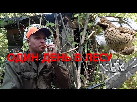 Охота на охоту.Один день в лесу.О вабе на лося/Набрал грибов/Плотина бобров/Маним рябчика/Лоси/Кабан
