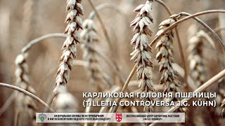 Карликовая головня пшеницы (Tilletia controversa J.G. Kühn)