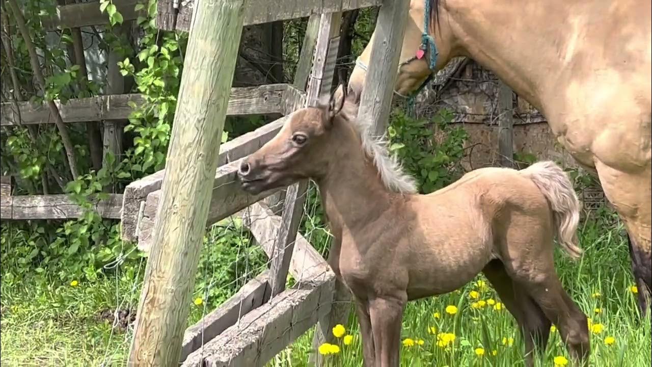 baby horse gets the zoomies YouTube