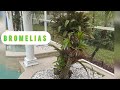 DECORANDO PALMAS CON BROMELIAS