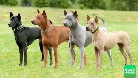 4 giống chó quý và hiềm nhất Việt Nam  - Quôc khuyển
