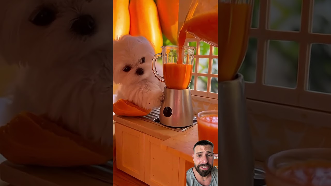 Casita para mi perrito KitemLulu
