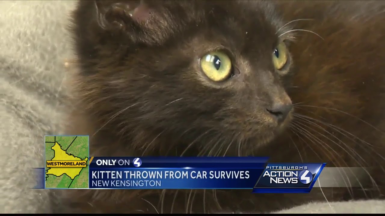 Kitten thrown from car survives - YouTube