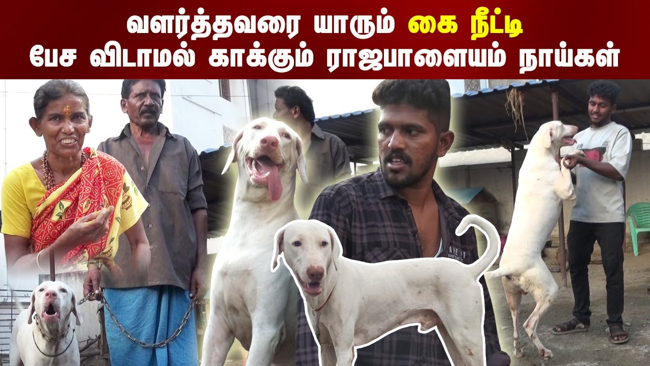 வளர்வளர்த்தவரை யாரும் கை நீட்டி பேசவிடாமல் பாதுகாக்கும் ராஜபாளையம் நாய்கள் |  Indian Dog Breed