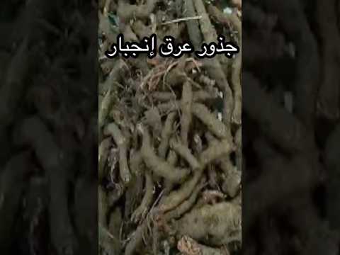 لأي نبتة هذه الجذور للأطفال طفل اطفال تعليم روضة حضانة تمهيدي