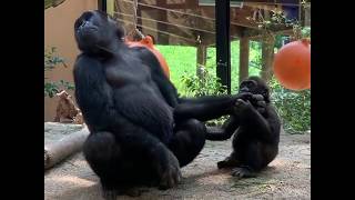【京都市動物園 ニシゴリラ】ゲンタロウとキンタロウの兄弟遊び