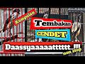 Tembakan CENDET Dasyat || Masteran untuk membantu trotolan menata lagu.