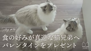 食の好みが真逆な猫へバレンタインをプレゼント｜ラグドール猫 #98 by MOCOxAMAN / もふ猫の暮らし-Cat life- 5,711 views 2 years ago 11 minutes, 6 seconds