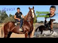 ЗАКА ЭФИРДЕ ~ БАРОНДУН КОПИЯСЫ ЭКЕНГО 🐎😱😱