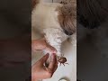 Pre monsoon Ticks #therfamily #shihtzushorts#dogvideos#shihtzuvideos #petcare#dogticks#tickproblems