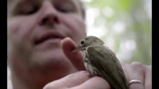 Bande annonce Le Silence des oiseaux 