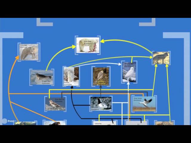 alpine food web