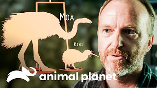 ¿Por qué el kiwi es un ave no voladora y vive en madrigueras? | Dinosaurios Modernos | Animal Planet