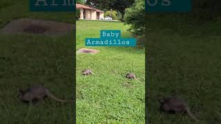 2 Baby Armadillos Eating | Cocoa Beach, FL