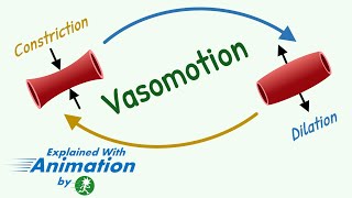 Vasomotion || Microcirculation Cardiovascular System Physiology Animation || Capillary Exchange