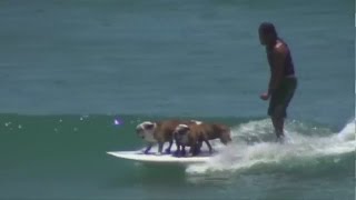 Tillman the surfing and skateboarding dog dies