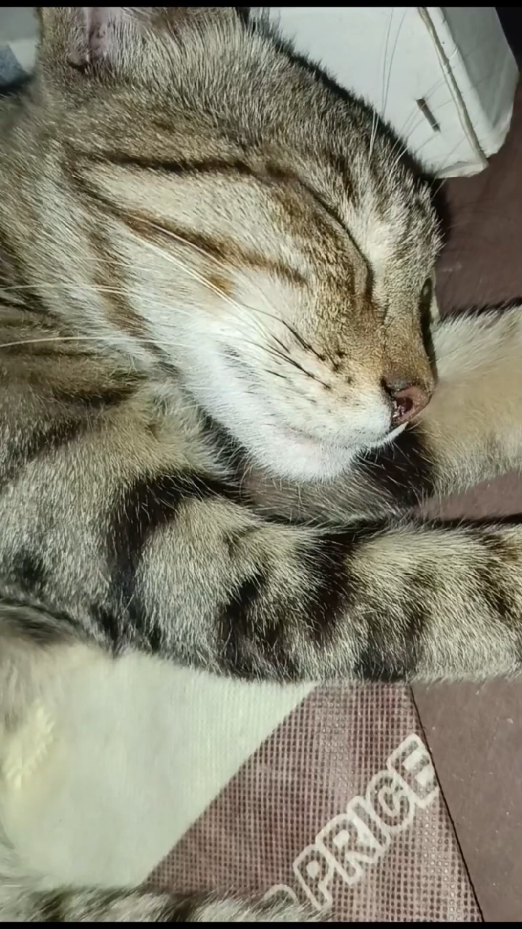 🐕 एनिमल लवर 🐱 - ShareChat