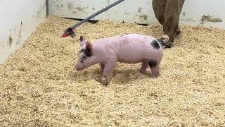 Lot 6 74-8 Crossbred Gilt - sells September 1