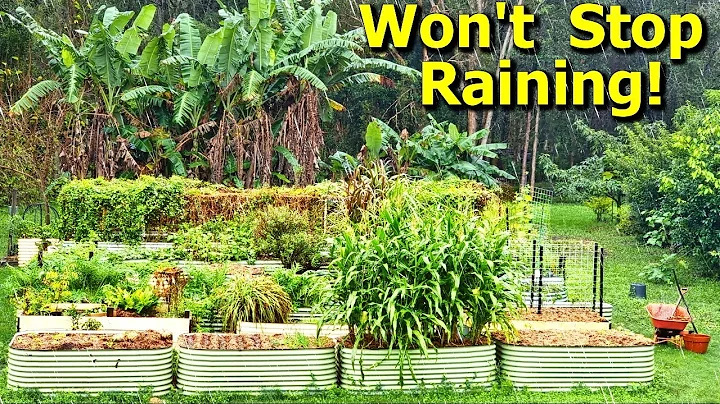 What Happened to Our Raised Bed Garden in Pouring Rain? - DayDayNews