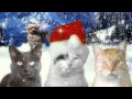 JINGLE CATS Let It Snow Cat SCREEN TEST 006 HD