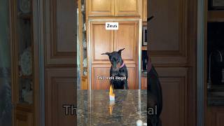 Whose reaction was your favorite? #dogs #rescuedog #fosterdog #doberman #gsd #malinois