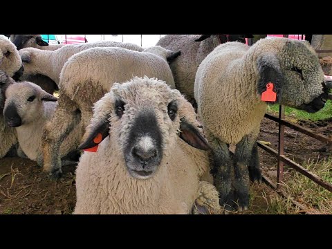 Video: Columbia River Natural Pet Foods Inc. Emite El Retiro Del Mercado De Carnes Frescas Congeladas De Pastel De Vaca Para Perros Y Gatos Debido A Un Posible Riesgo Para La Salud De Lis