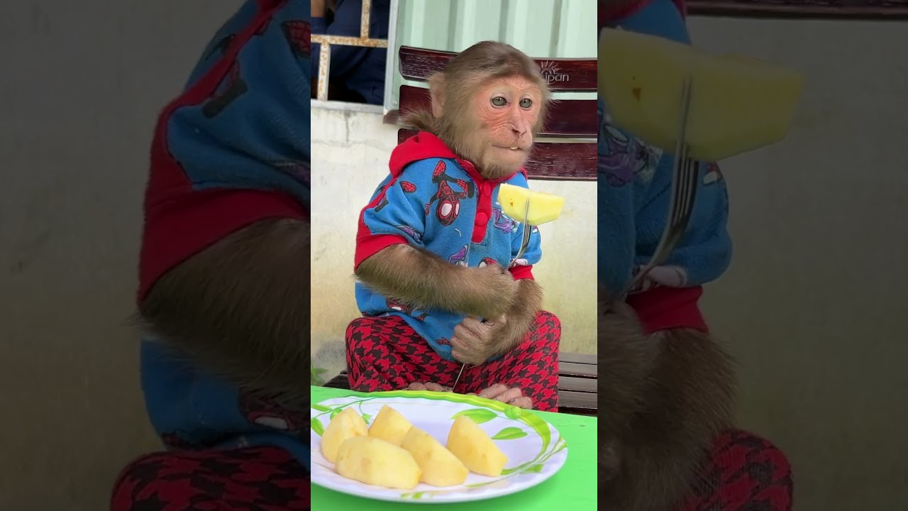 Cutis Has A Luxurious Breakfast Babymonkeycutis Shortsvideo