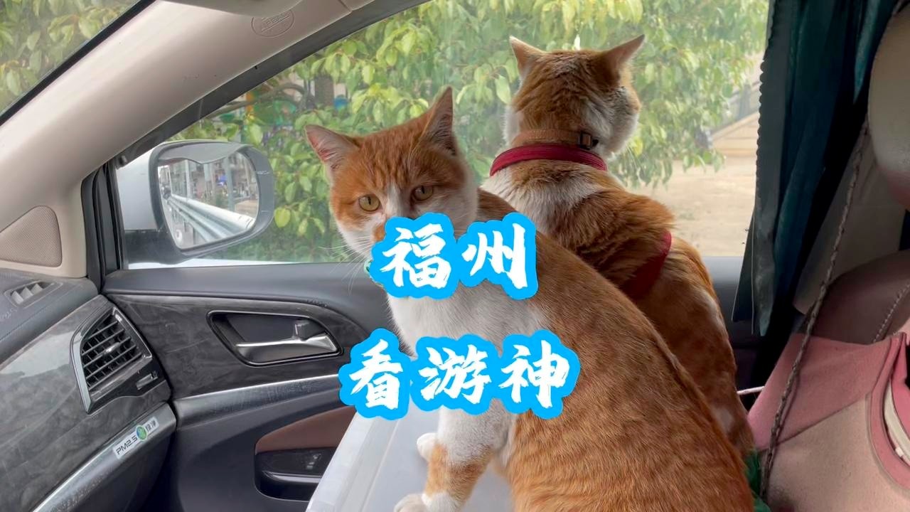 2026春节第一篇，要说年味还得看福州，游神现场咚咚咚太震撼