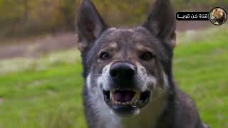 ذئب جائع يهاجم كلب الراعي الألماني مشهد لا يصدق /عالم الحيوان