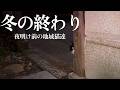 寒い冬を乗り越えたたくさんの地域猫達