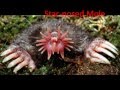 Weird animals | Weird and Freaky Animals Found Around the World | Video tube
