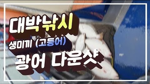 신진도 광어다운샷 낚시 생미끼(고등어) 지금 시즌에만 가능한 낚시~Flatfish fishing Mackerel bait fishing