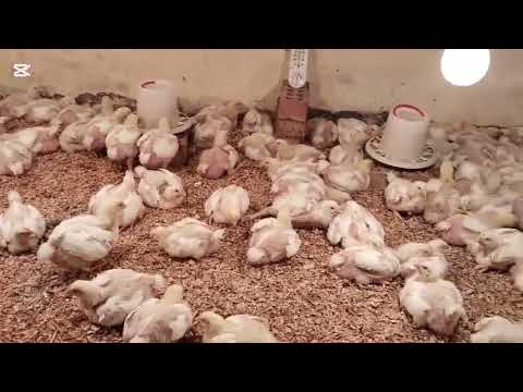 ملاحظات مهمة أثناء استخدام مضاد السموم للفراخ البيضاء