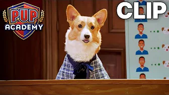 The Most Confusing of ALL Human Behaviors | Pup Academy Clip