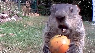 Chunk the Groundhog Steals Food On Camera | All Good