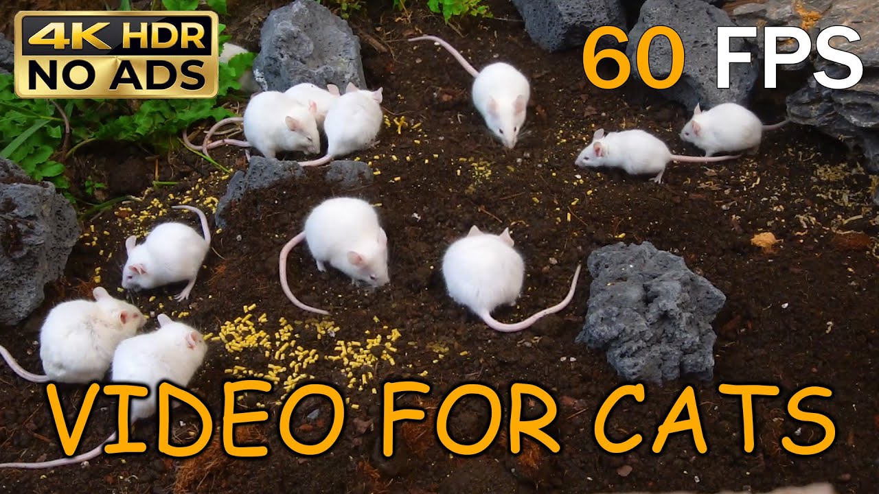 [NO ADS, NO AI] CAT TV 😺 Busy White Mice for Cats to Watch: Garden Foraging Adventure 🐭 4K HDR 60FPS
