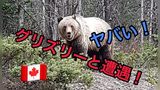 カナダでバッタリ！凶暴中の凶暴「グリズリー（熊）」と遭遇した時！そこらじゅうにいる野生動物をご堪能あれ！