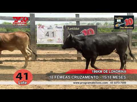 Lote 41