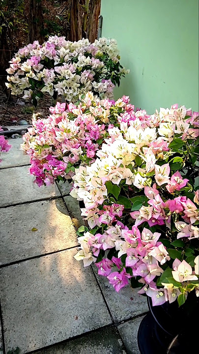 Pruning is the correct way to process bougainvillea flowers.. #bougainvillea #garden #flowers
