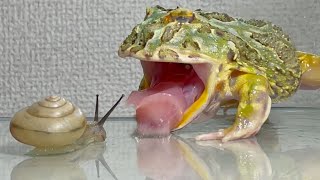 【Oh my god】Pacman frog and snail【WARNING LIVE FEEDING】