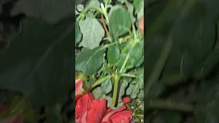 Kirai Tarraes Gardening  Like Share 
