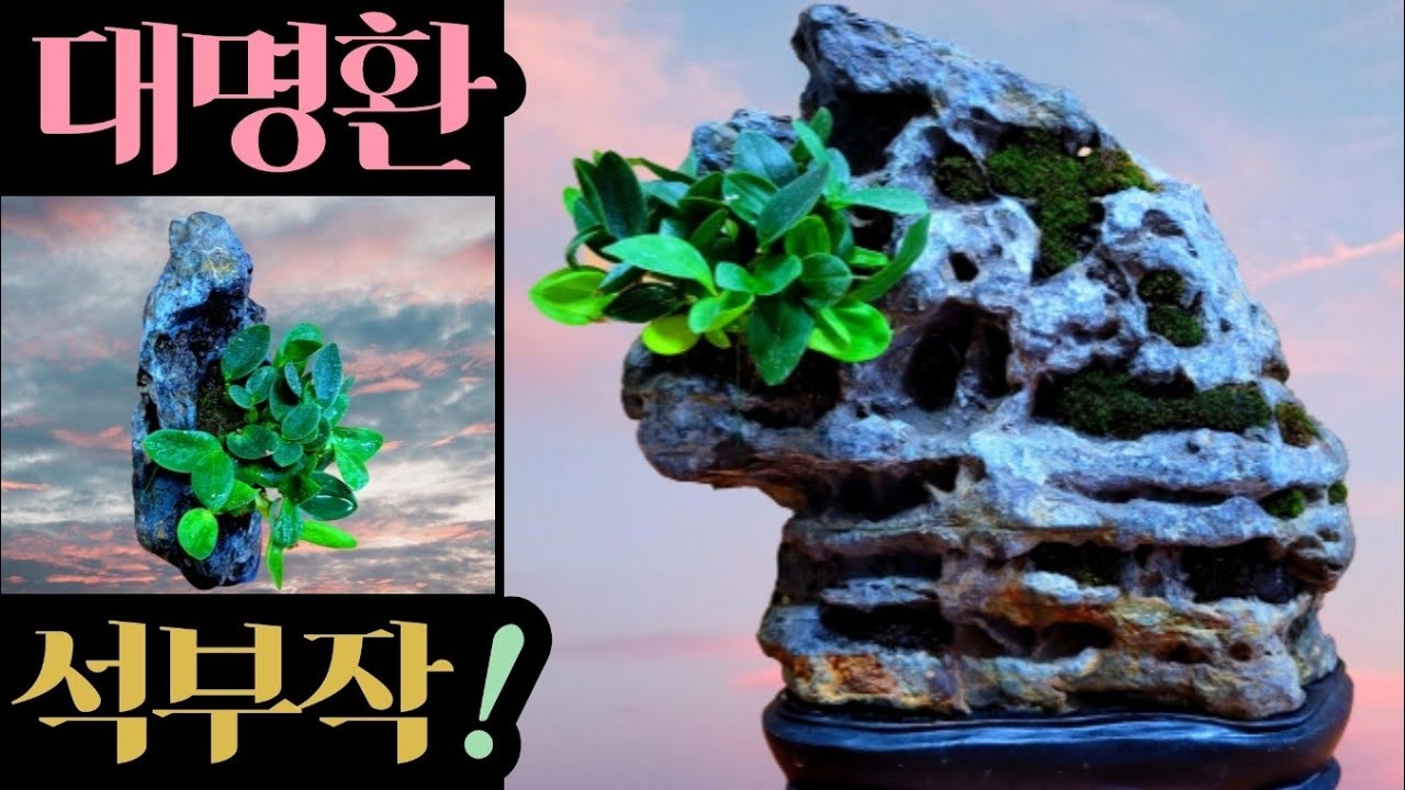 대명환 석부작! - YouTube