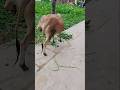 Korbani cow 🐄🐮 is ready for sacrifice#korbani #cow videos #lovely