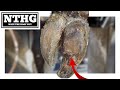 SHE’S BACK…..Hoof Disaster Averted